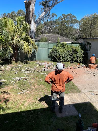 Plateau Trees | Tree Removal Sydney — Customer photo