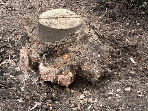 Stump’d Tree Removal Canberra — Customer photo