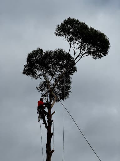 Brothers Tree Service Melbourne — Customer photo