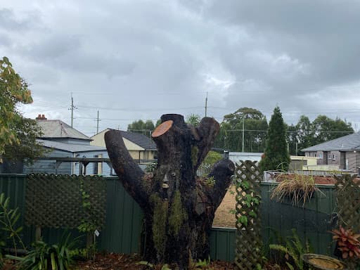 Agility Professional Tree Service — Customer photo