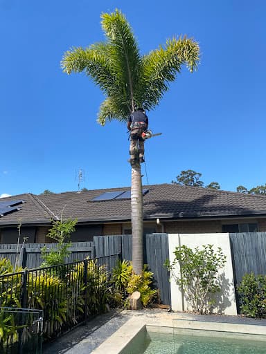 Hinterland Tree and Stump Removal Sunshine Coast — Customer photo