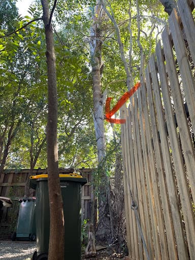 Cheaper Than All The Rest Tree Lopping — Customer photo