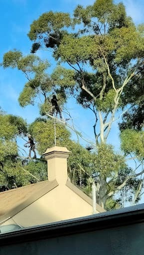 JW Tree Services — Customer photo