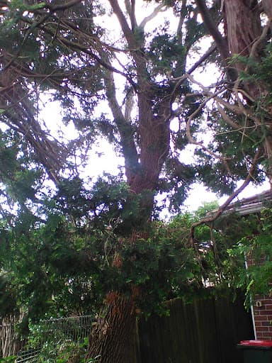 Aus Arbor Tree Services Sydney — Customer photo
