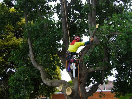 ArborCraft Tree Services — Customer photo