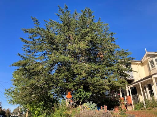Banyan Tree Care — Customer photo