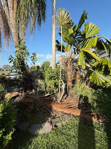 Townsville Stump Tree Surgeons — Customer photo