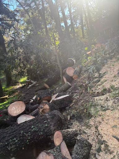 Australian Heritage Tree Works — Customer photo