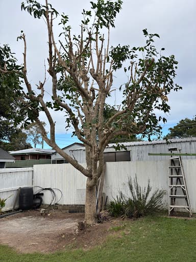 Tree Care Specialists — Customer photo