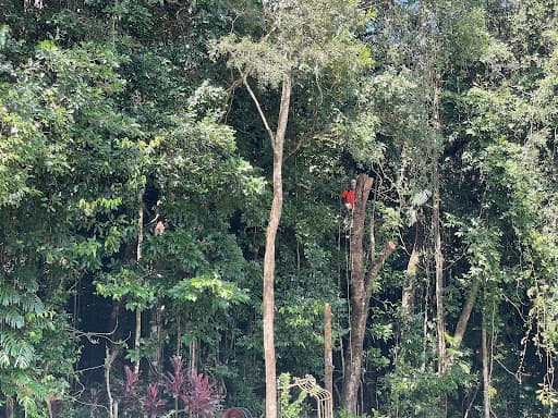 Tree Shepherd FNQ — Customer photo