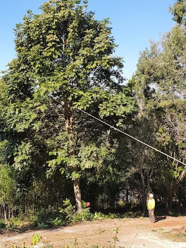 Frontier Tree Services — Customer photo