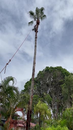 EcoArbor - Tree Care — Customer photo