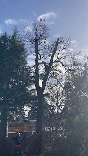 Affordable Tree Loppers South East Melbourne — Customer photo