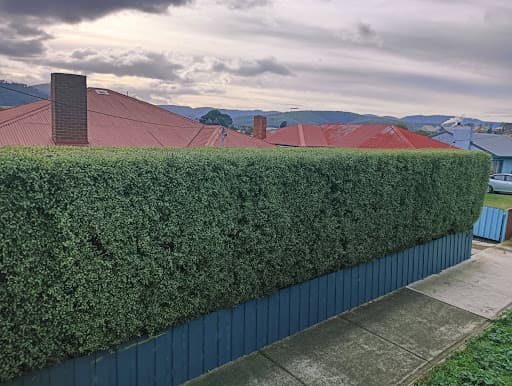 Why Arb- Arborist and Grounds Maintenance Hobart — Customer photo