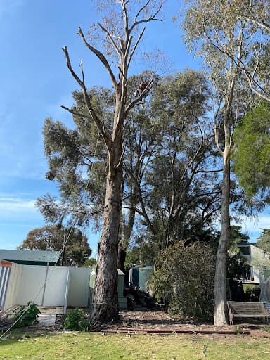 ArborCraft Tree Services — Customer photo