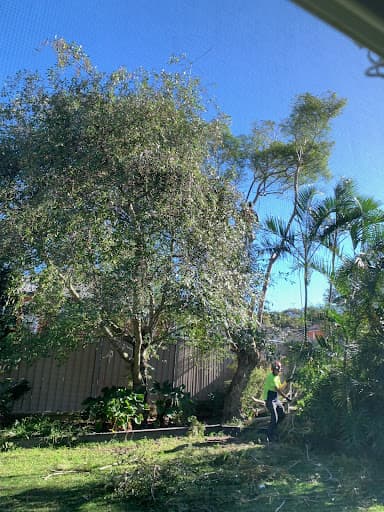 Branch Management Total Tree Services - Newcastle Tree Removal — Customer photo