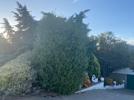 Rick's Trees — Customer photo
