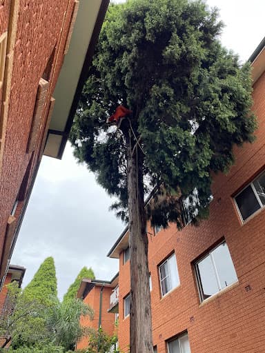 Sydney Tree Removals — Customer photo