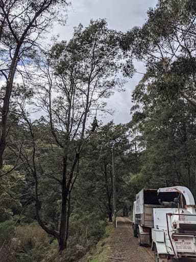 Tasmanian Tree Care — Customer photo