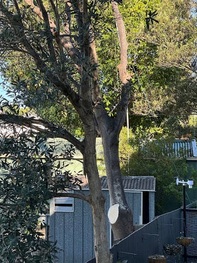 Arborist Tree Techs — Customer photo