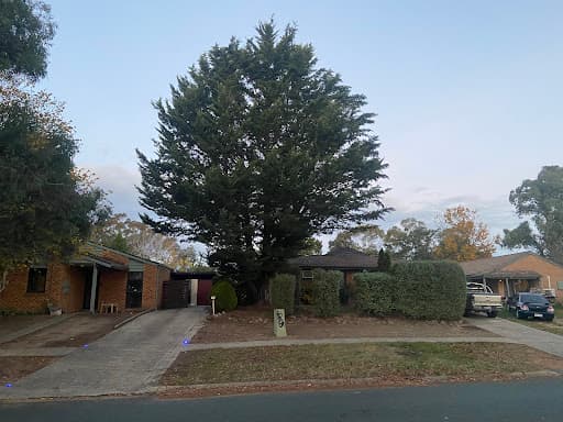 Rick's Trees — Customer photo