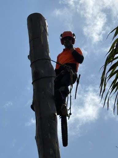 Tree X QLD — Customer photo