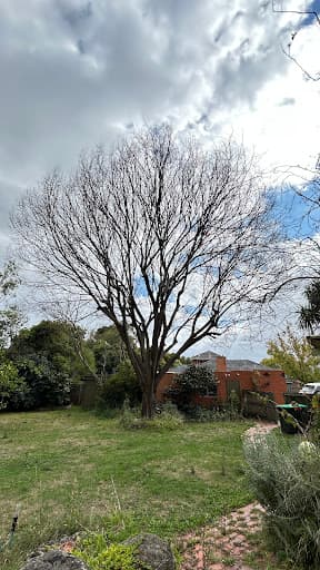 Victorian Tree Specialists — Customer photo