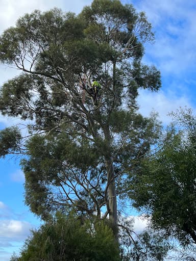 Tasmanian Tree Care — Customer photo