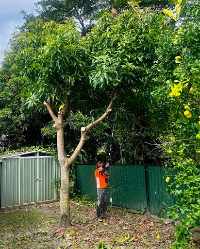 Sustainable Arboriculture Services — Customer photo
