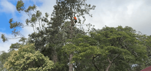 Same Day Trees & Palms Brisbane — Customer photo