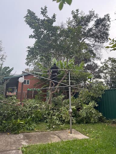 AA Tree Services Sydney — Customer photo