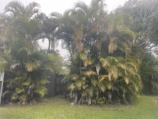 Mudjimba Tree Services — Customer photo