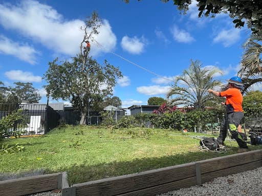 Tree Care Specialists — Customer photo