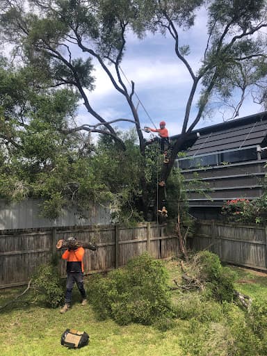 Same Day Trees & Palms Brisbane — Customer photo