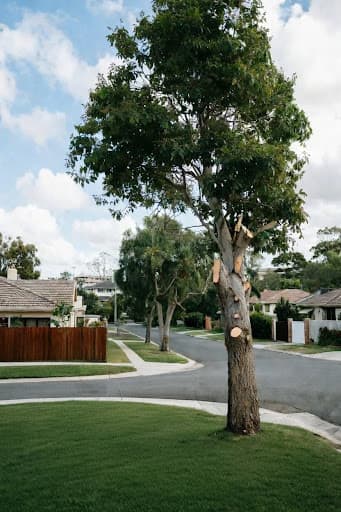 ABC Tree Lopping Brisbane — Customer photo