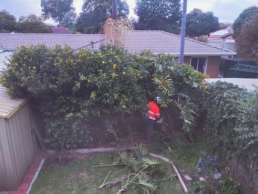 Embark Tree Services — Customer photo