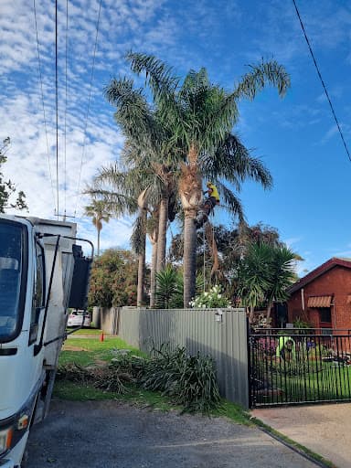 SA Tree Recyclers — Customer photo