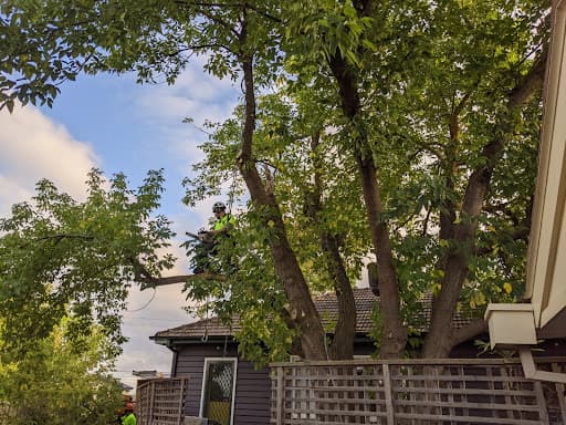 Jim's Trees & Stump Removal — Customer photo