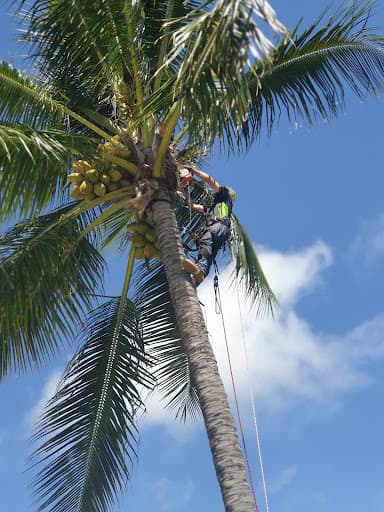 The Tree Expert — Customer photo