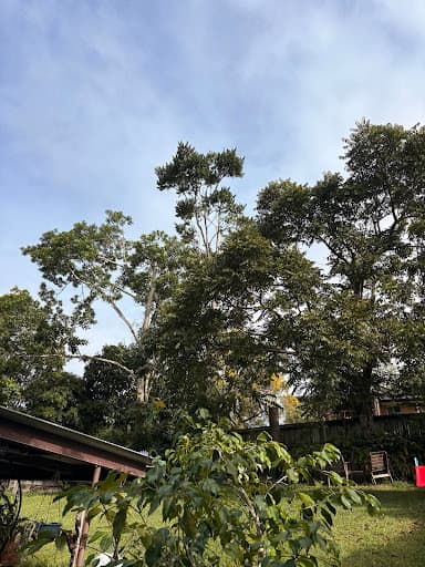 Greenish Tree Care — Customer photo