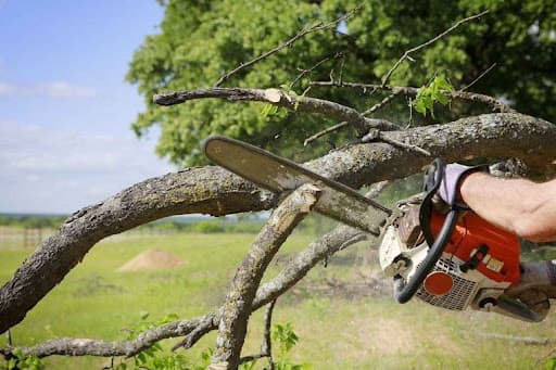 Tree Loppers Sydney-TLS — Customer photo