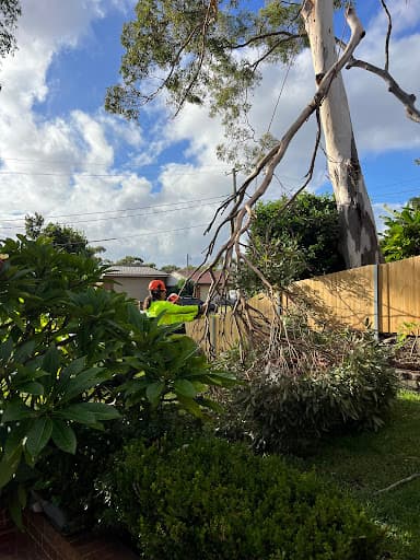 Aus Arbor Tree Services Sydney — Customer photo