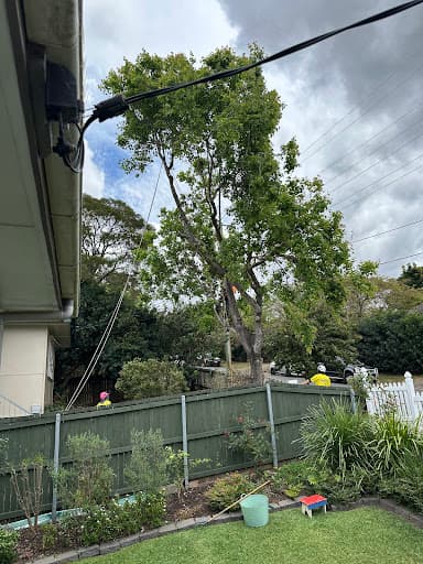 Tree Care Specialists — Customer photo