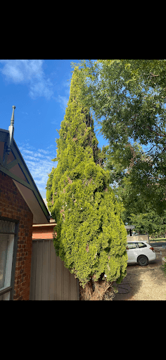 SA Tree and Garden Services — Customer photo