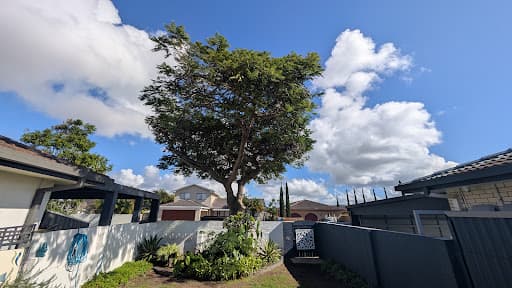 Tom’s Tree Maintenance — Customer photo