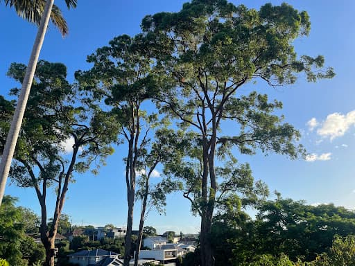 Evergreen Tree Care — Customer photo