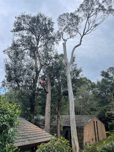 Shane's Trees - Wollongong — Customer photo