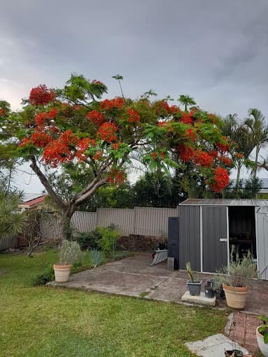 Clean Cut Tree Services — Customer photo