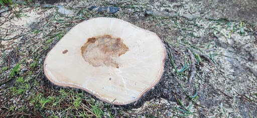 Burnett Trees — Customer photo