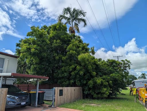 Townsville Stump Tree Surgeons — Customer photo